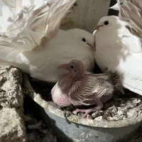 چتری کانادایی|پرنده|کاشان, لتحر|دیوار