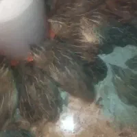 تخم بلدرچین نطفه دار جوجه بلدرچین و بلدرچین|حیوانات مزرعه|زاهدان, |دیوار