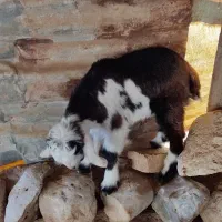 بزغاله شیری|حیوانات مزرعه|مهران (ایلام), |دیوار