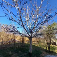 فروش زمین کشاورزی صنعتی دامداری|فروش دفتر صنعتی، کشاورزی، تجاری|تویسرکان, |دیوار