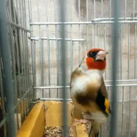 سهره کهنه و پاییزه|پرنده|دورود, |دیوار