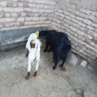 بز روستایی