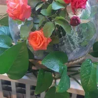 اجاره یک باب مغازه