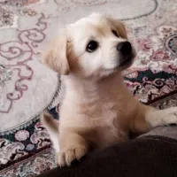 دوماهه توله