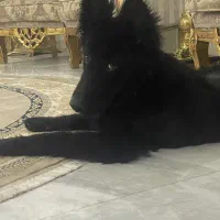 ژرمن بلک