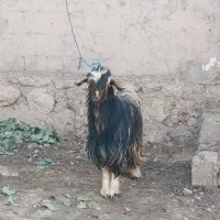 تیربز بهده