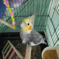 عروس هلندی نر سخنگو