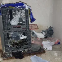 6کببوتر یا معامله