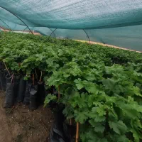 فروش  ارقام مختلف نهال انگور