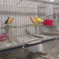 ۴عددقناری ۲۵۰۰مقطوع   آیهان|پرنده|خوی, |دیوار