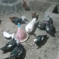 اوردک اسرایلی