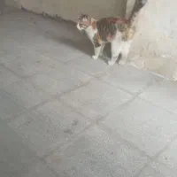 واگذاری گربه