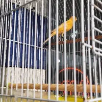 قناری ماده عالی