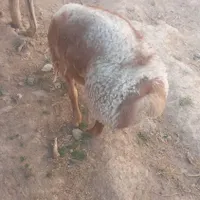 بره قوچی چینی اصل|حیوانات مزرعه|تربت جام, جلگه موسی آباد|دیوار