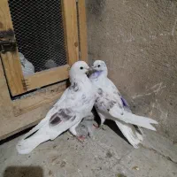 کبوتر پرشی عشق بازی|پرنده|ماهدشت, |دیوار