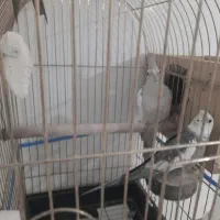 عروس هلندی وایت فیس مولد تظمینی