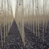 نهال گردو چندلر با ضمانت اصالت|خدمات باغبانی و درختکاری|شیراز, زند|دیوار