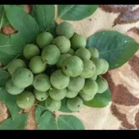 گردو درشت وکاغذی