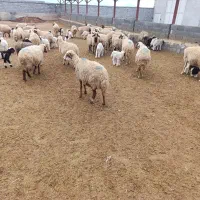 گوسفند و بره