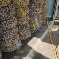 گردو خشک
