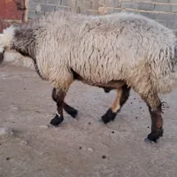 قوچ بختیاری بزری