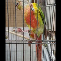 طوطی گرینچیک|پرنده|تهران, مسعودیه|دیوار