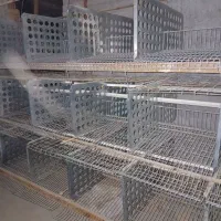 قفسه صنعتی تخم گذار