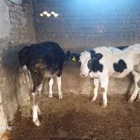 گوساله جنسی|حیوانات مزرعه|علی‌آباد کتول, |دیوار