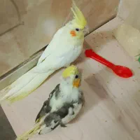 جفت عروس هلندی