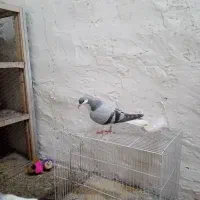 کفتر نر وماده