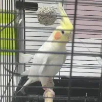 عروس هلندی نر