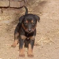 توله سگ ژرمن مناسب نگهبانی