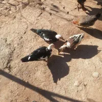 3 عدد اردک معاوضه با مرغ