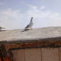 ساده امری