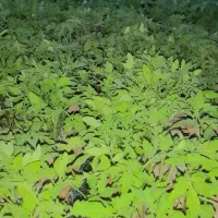 فروش نشاء گوجه فرنگی ریشه لخت رقم کارون گوشتی