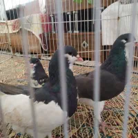 کبوتر شهری ،وبهبهونی فروش یا معاوضه با سهره وطوطی