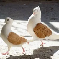 کبوتر   دوکت  چند  عدد