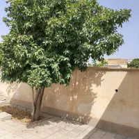 فروش خانه ویلایی 232 متراژ زمین و 147 متر زیر بنا|فروش خانه و ویلا|مرودشت, سهل‌آباد|دیوار
