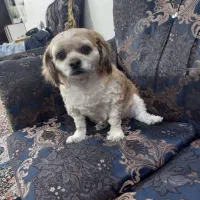 سلام نژاد این سگ شیتزو دارای  شناسنامه