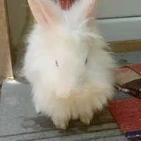 خرگوش لوپ سفید|موش و خرگوش|تبریز, |دیوار