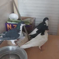 خوشرنگ|پرنده|قیدار, |دیوار