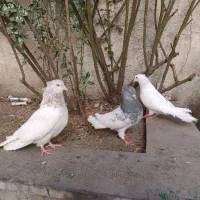 کبوتر یا کفتر کله سبز،۲تا نر یک ماده
