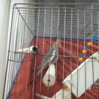 عروس هلندی گل باقالی