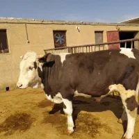 گوساله چاق سیمینتال|حیوانات مزرعه|فرمهین, |دیوار