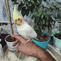 عروس هلندی نر دستی سه ماهه|پرنده|زاهدان, |دیوار