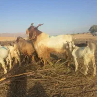 کولار بز کهره بره میش قوچ