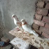 طوغی کفتر کلفه