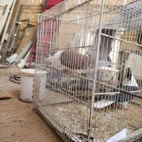 ساده افغانی کاکلی عتیقه|پرنده|مشهد, امیرآباد|دیوار