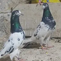 پرنده|پرنده|خورموج, |دیوار