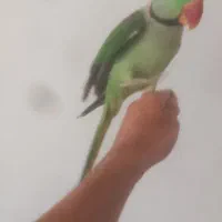 شاه طوطی|پرنده|گلبهار, شهر جدید گلبهار|دیوار